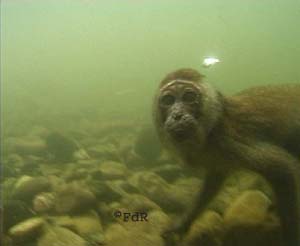 Le singe qui a travers la mer